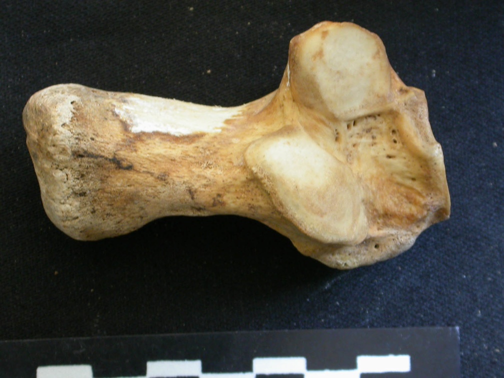 Calcanéus (24342 visites) Ursus arctos - Femelle - Jeune adulte - Élément droitCollection : Département d'Ostéologie du Na... Calcanéus