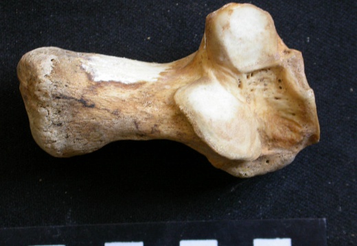 Calcanéus (24721 visites) Ursus arctos - Femelle - Jeune adulte - Élément droitCollection : Département d'Ostéologie du Na... Calcanéus