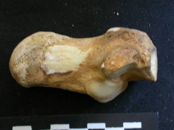 Calcanéus (24759 visites) Ursus arctos - Femelle - Jeune adulte - Élément droitCollection : Département d'Ostéologie du Na... Calcanéus