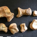 Carpe (65005 visites) Ursus arctos - Femelle - Jeune adulte - Éléments droitsCollection : Département d'Ostéologie du ... Carpe