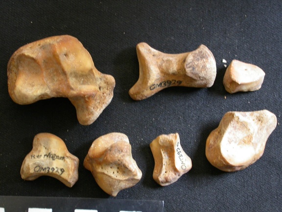 Carpe (64956 visites) Ursus arctos - Femelle - Jeune adulte - Éléments droitsCollection : Département d'Ostéologie du ... Carpe