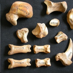 Carpe et phalanges (266560 visites) Ursus arctos - Femelle - Jeune adulte - Éléments droitsCollection : Département d'Ostéologie du ... Carpe et phalanges