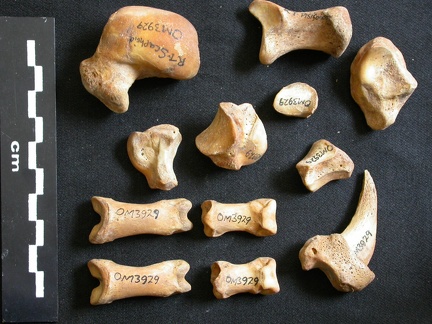 Carpe et phalanges (266560 visites) Ursus arctos - Femelle - Jeune adulte - Éléments droitsCollection : Département d'Ostéologie du ... Carpe et phalanges
