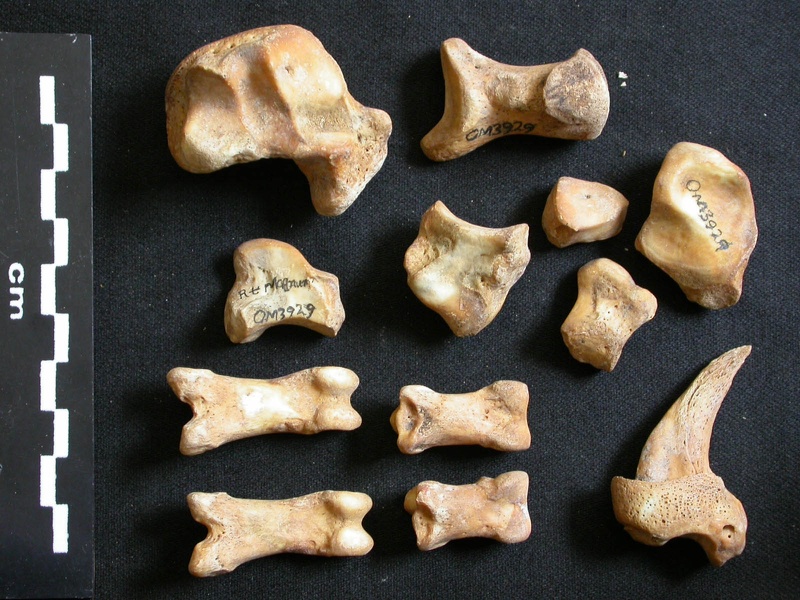Carpe et phalanges (117905 visites) Ursus arctos - Femelle - Jeune adulte - Éléments droitsCollection : Département d'Ostéologie du ... Carpe et phalanges