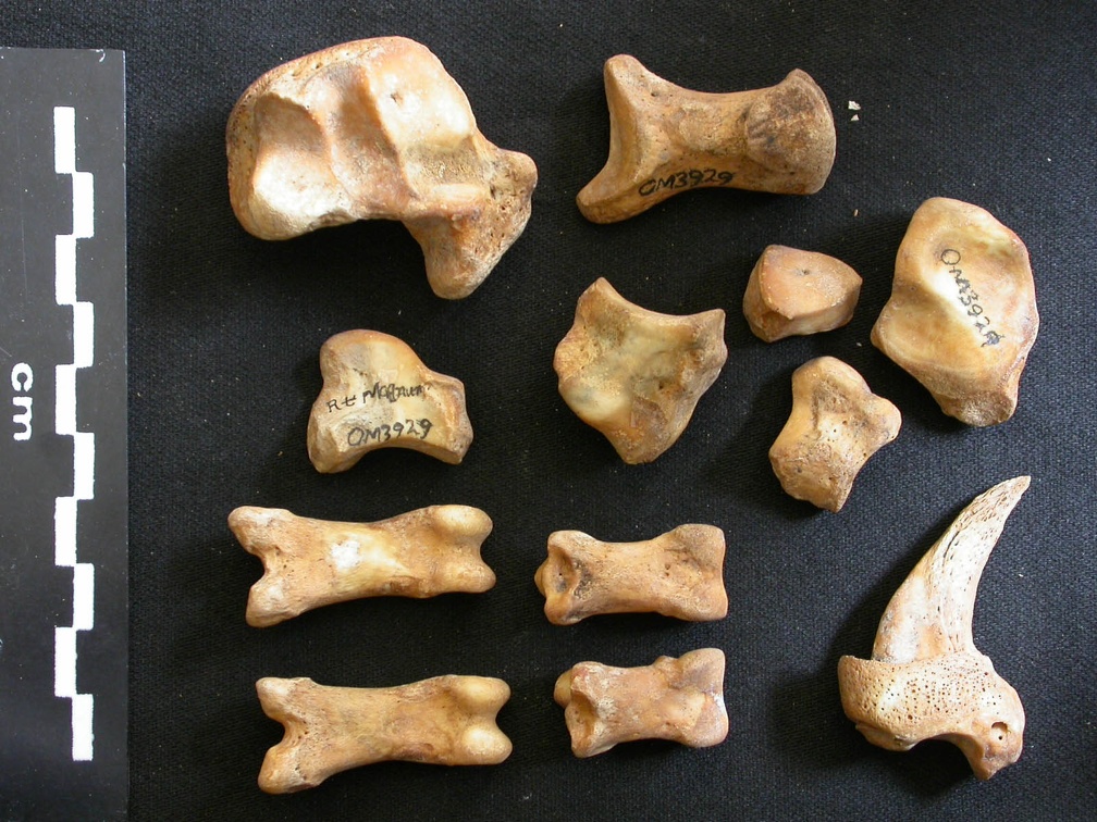 Carpe et phalanges (113095 visites) Ursus arctos - Femelle - Jeune adulte - Éléments droitsCollection : Département d'Ostéologie du ... Carpe et phalanges