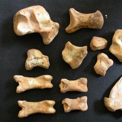 Carpe et phalanges (113084 visites) Ursus arctos - Femelle - Jeune adulte - Éléments droitsCollection : Département d'Ostéologie du ... Carpe et phalanges