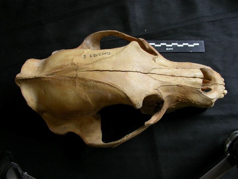 Cráneo: vista frontal