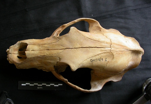 Skull: frontal sight