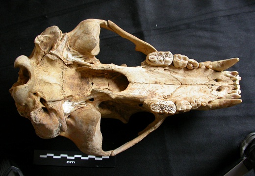 Skull: ventral sight