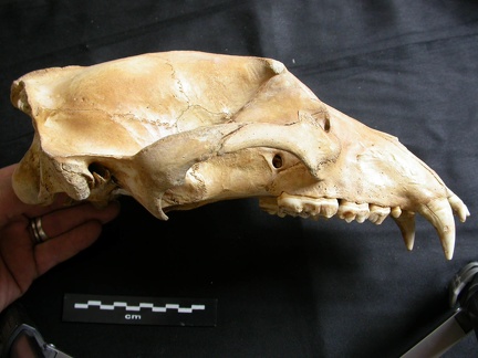 Skull: right side sight