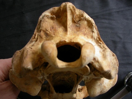 Skull: posterior view