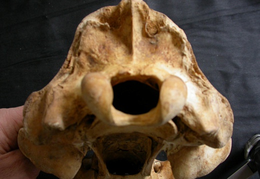 Skull: posterior view