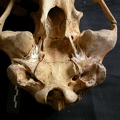 Crâne : vue ventrale