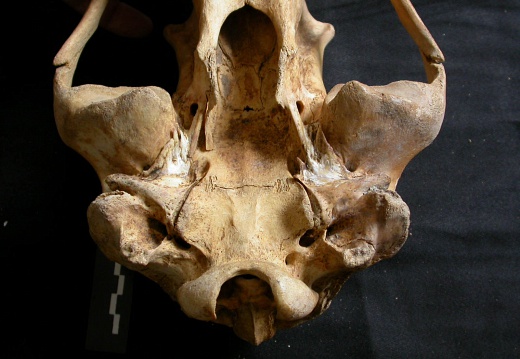 Skull: ventral sight