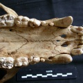 Ua-dentsup1.jpg