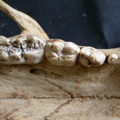 Dentition supérieure (11860 visites) Ursus arctos - Femelle - Jeune adulteCollection : Département d'Ostéologie du National Museum of K... Dentition supérieure
