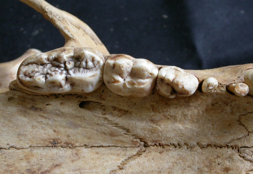 Dentition supérieure (11848 visites) Ursus arctos - Femelle - Jeune adulteCollection : Département d'Ostéologie du National Museum of K... Dentition supérieure