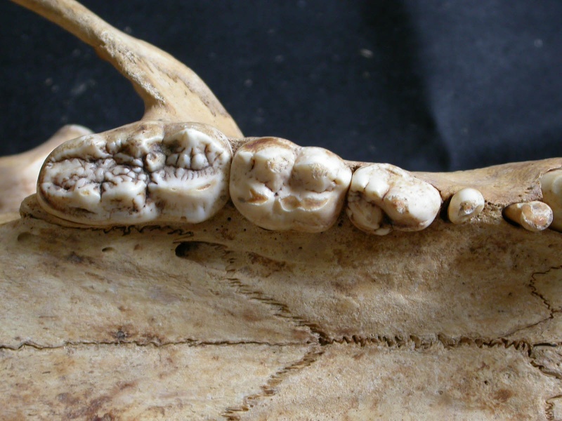 Dentition supérieure (11864 visites) Ursus arctos - Femelle - Jeune adulteCollection : Département d'Ostéologie du National Museum of K... Dentition supérieure