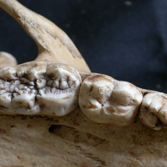 Dentition supérieure (11377 visites) Ursus arctos - Femelle - Jeune adulteCollection : Département d'Ostéologie du National Museum of K... Dentition supérieure