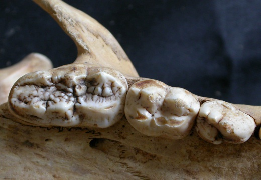 Dentition supérieure (11365 visites) Ursus arctos - Femelle - Jeune adulteCollection : Département d'Ostéologie du National Museum of K... Dentition supérieure