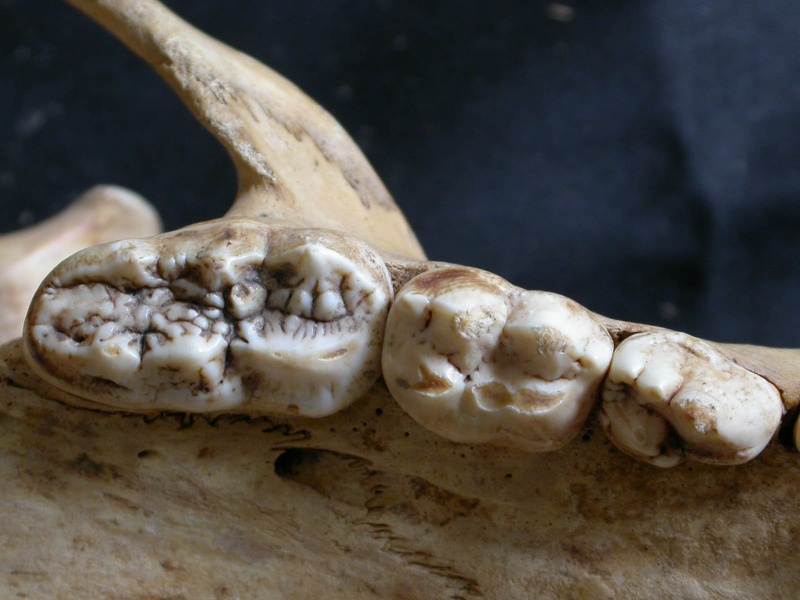 Dentition supérieure (11378 visites) Ursus arctos - Femelle - Jeune adulteCollection : Département d'Ostéologie du National Museum of K... Dentition supérieure