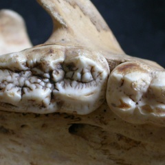 Dentition supérieure (11102 visites) Ursus arctos - Femelle - Jeune adulteCollection : Département d'Ostéologie du National Museum of K... Dentition supérieure