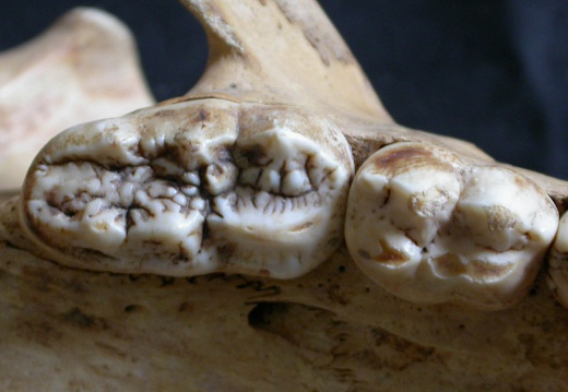 Dentition supérieure (11083 visites) Ursus arctos - Femelle - Jeune adulteCollection : Département d'Ostéologie du National Museum of K... Dentition supérieure