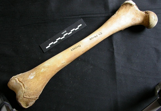 Femur