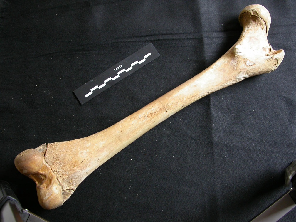 Femur (11945 visits) Ursus arctos - Female - Young adult - Right elementCollection: Department d'Osteology of National M... Femur