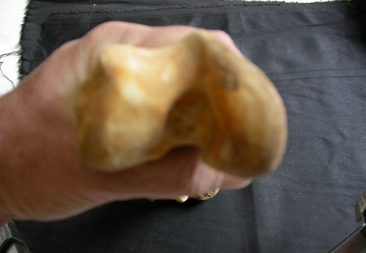 Fémur : parte distal (10513 visitas) Ursus arctos - Hembra - Joven adulta - Elemento derechoColección : Departamento d'Osteología del ... Fémur : parte distal