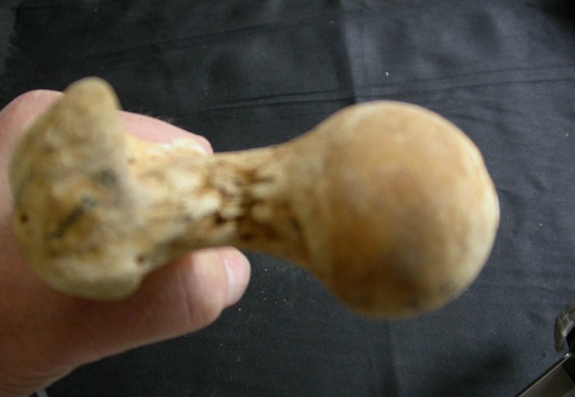 Femur: proximale part (10676 visits) Ursus arctos - Female - Young adult - Right elementCollection: Department d'Osteology of National M... Femur: proximale part