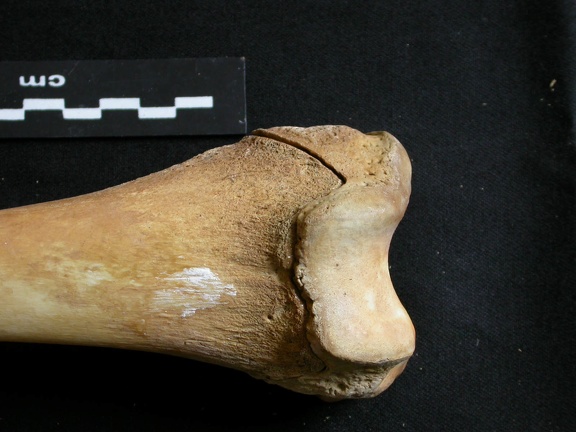 Fémur : partie distale (11439 visites) Ursus arctos - Femelle - Jeune adulte - Élément droitCollection : Département d'Ostéologie du Na... Fémur : partie distale