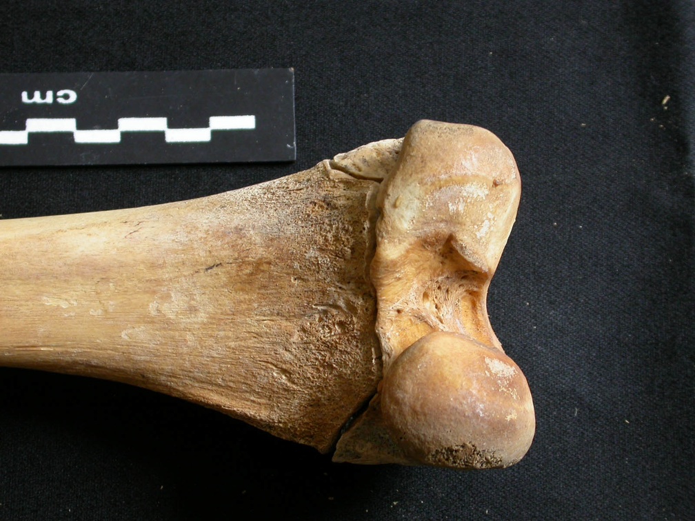 Femur: distal part (11416 visits) Ursus arctos - Female - Young adult - Right elementCollection: Department d'Osteology of National M... Femur: distal part