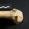Fémur : parte distal (11213 visitas) Ursus arctos - Hembra - Joven adulta - Elemento derechoColección : Departamento d'Osteología del ... Fémur : parte distal