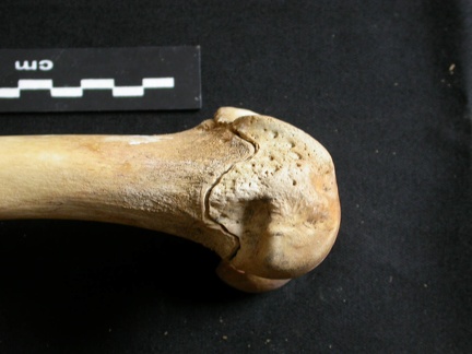 Fémur : partie distale (11085 visites) Ursus arctos - Femelle - Jeune adulte - Élément droitCollection : Département d'Ostéologie du Na... Fémur : partie distale