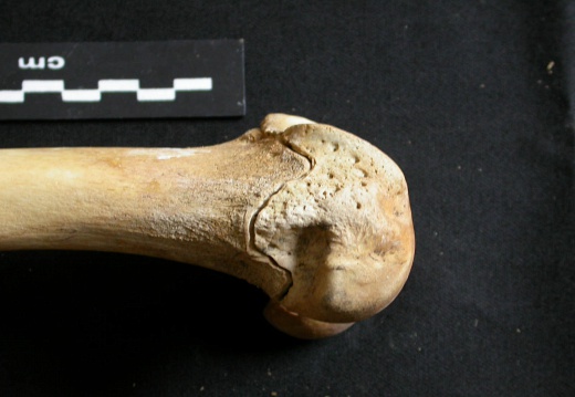Fémur : partie distale (11047 visites) Ursus arctos - Femelle - Jeune adulte - Élément droitCollection : Département d'Ostéologie du Na... Fémur : partie distale