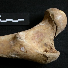 Fémur : parte proximal (11458 visitas) Ursus arctos - Hembra - Joven adulta - Elemento derechoColección : Departamento d'Osteología del ... Fémur : parte proximal
