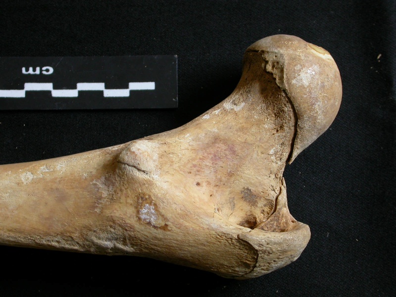 Fémur : parte proximal (11511 visitas) Ursus arctos - Hembra - Joven adulta - Elemento derechoColección : Departamento d'Osteología del ... Fémur : parte proximal