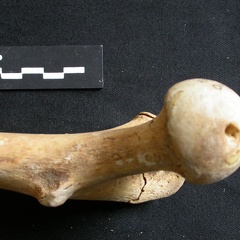 Fémur : parte proximal (11197 visitas) Ursus arctos - Hembra - Joven adulta - Elemento derechoColección : Departamento d'Osteología del ... Fémur : parte proximal