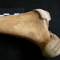 Fémur : parte proximal (11152 visitas) Ursus arctos - Hembra - Joven adulta - Elemento derechoColección : Departamento d'Osteología del ... Fémur : parte proximal