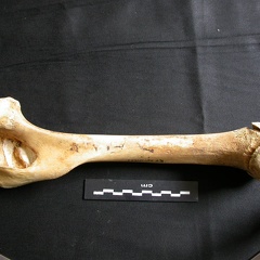 Humerus