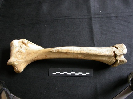 Humérus (11718 visites) Ursus arctos - Femelle - Jeune adulte - Élément droitCollection : Département d'Ostéologie du Na... Humérus