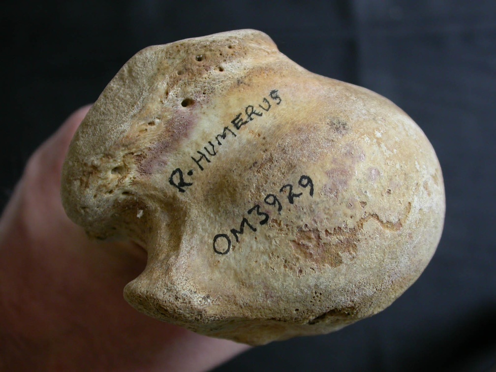 Humérus : extrémité proximale (10418 visites) Ursus arctos - Femelle - Jeune adulte - Élément droitCollection : Département d'Ostéologie du Na... Humérus : extrémité proximale