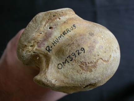 Humérus : extrémité proximale (10231 visites) Ursus arctos - Femelle - Jeune adulte - Élément droitCollection : Département d'Ostéologie du Na... Humérus : extrémité proximale