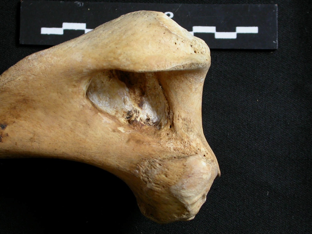 Húmero : parte distal (10209 visitas) Ursus arctos - Hembra - Joven adulta - Elemento derechoColección : Departamento d'Osteología del ... Húmero : parte distal