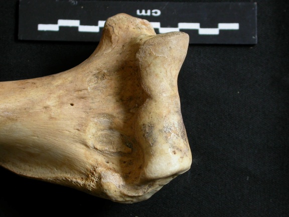 Humerus: distal part (9865 visits) Ursus arctos - Female - Young adult - Right elementCollection: Department d'Osteology of National M... Humerus: distal part