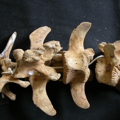 Vértebras posteriores (11591 visitas) Ursus arctos - Hembra - Joven adultaColección : Departamento d'Osteología del National Museum of ... Vértebras posteriores