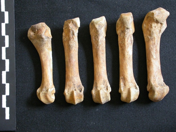 Metacarpals (5406 visits) Ursus arctos - Female - Young adult - Right elementsCollection: Department d'Osteology of National ... Metacarpals