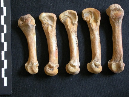 Metacarpianos (11726 visitas) Ursus arctos - Hembra - Joven adulta - Elementos derechosColección : Departamento d'Osteología de... Metacarpianos