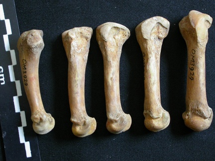 Metacarpianos (11368 visitas) Ursus arctos - Hembra - Joven adulta - Elementos derechosColección : Departamento d'Osteología de... Metacarpianos